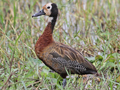 White-faced Whistling Duck